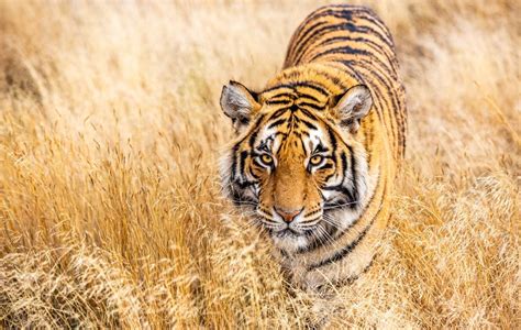 Tiger in tall grass | Smithsonian Photo Contest | Smithsonian Magazine