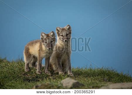 Arctic Fox Cubs Image & Photo (Free Trial) | Bigstock