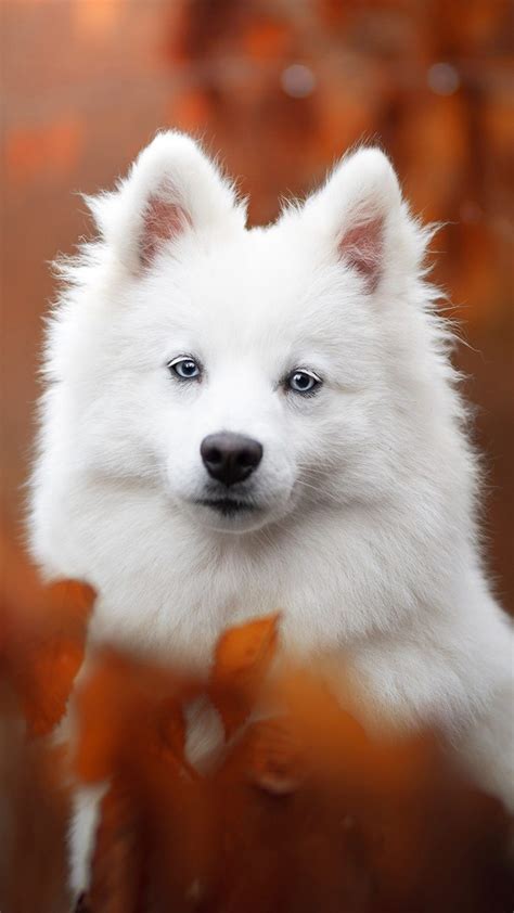 Spitz Pet Dog 4K Ultra HD Mobile Wallpaper | Cute baby animals, Cute dogs, Beautiful dogs