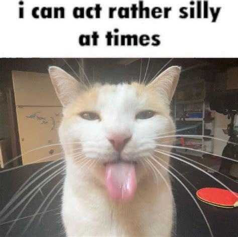 "I Can Act Rather Silly at Times" | BLEHHHHH :P Cat | Know Your Meme