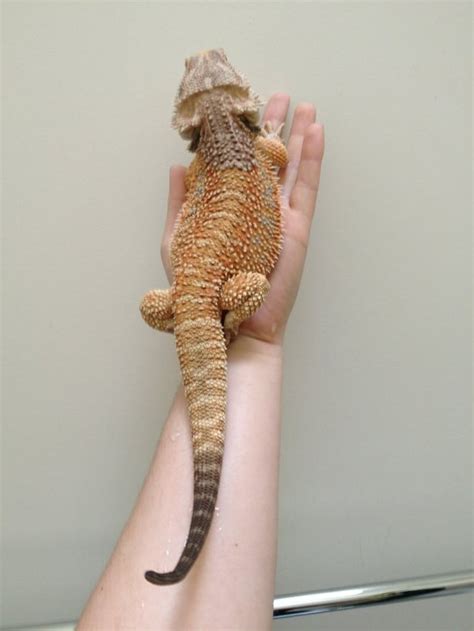 My bearded dragons tail is really dark, can some one please tell me what's wrong? : r/BeardedDragons