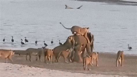 Never mess with this young #elephant amazing won.. No matter who (or what) you are. see the ...