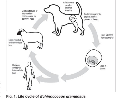 Echinococcus Life Cycle