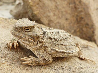 Greater Short-horned Lizard (Phrynosoma hernandesi) - Phenology Project