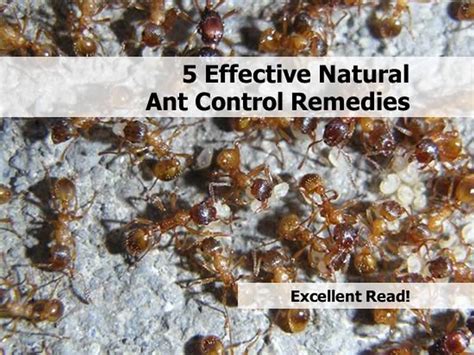 5 Effective Natural Ant Control Remedies