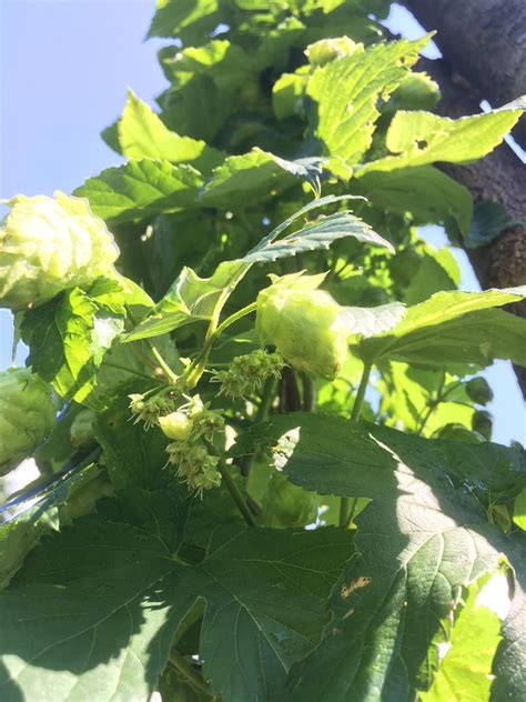 Seeds and cones on the same bine? : r/TheHopyard