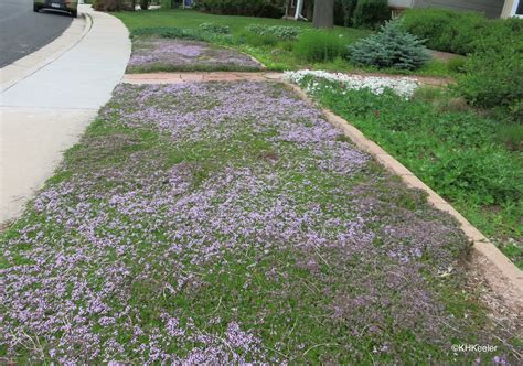 A Wandering Botanist: Plant Story--Thyme Lawn