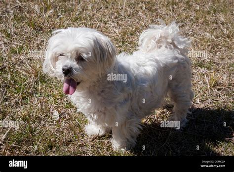 Maltese Terrier dog Stock Photo - Alamy