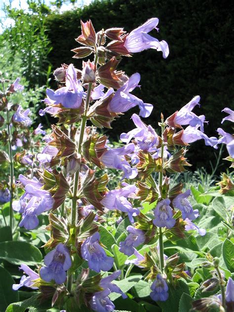 Salvia officinalis 'Berggarten' - Echte salie - De Tuinen van Appeltern