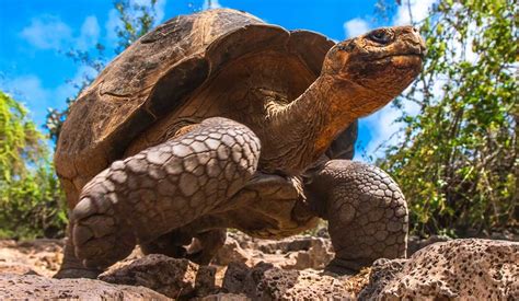Top 10 Galapagos Islands Animals & Wildlife Spotting Tips - Rainforest ...