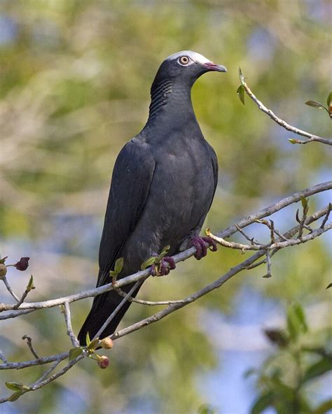 Florida Keys wildlife: 12 animals not to miss & when to see them