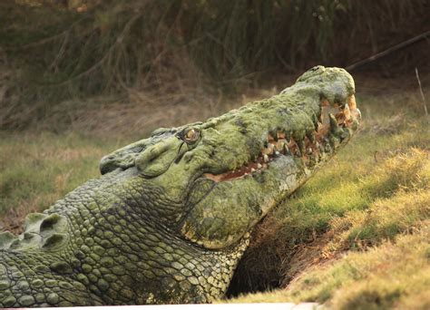 Saltwater crocodile sperm may hold secret to male infertility - UQ News - The University of ...