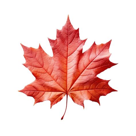 Premium AI Image | Red maple leaf as an autumn symbol as a seasonal themed concept Isolated ...