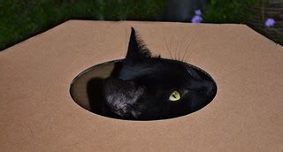 Black cat in a box! | Turnip playing hide and seek | Vicki Burton | Flickr