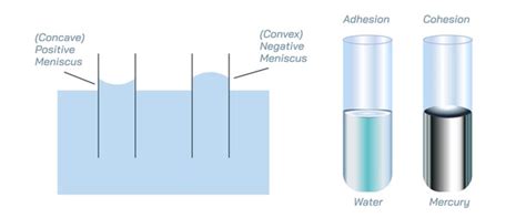 31 Cohesion Tension Theory Images, Stock Photos, 3D objects, & Vectors | Shutterstock