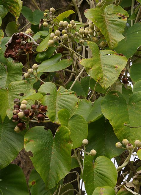 Argyreia nervosa, near Inkerman, Lower Burdekin, QLD, 06/0… | Flickr