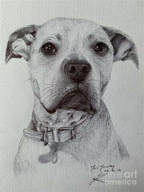 Puppy Dog Eyes Drawing by Tori Yardley - Fine Art America