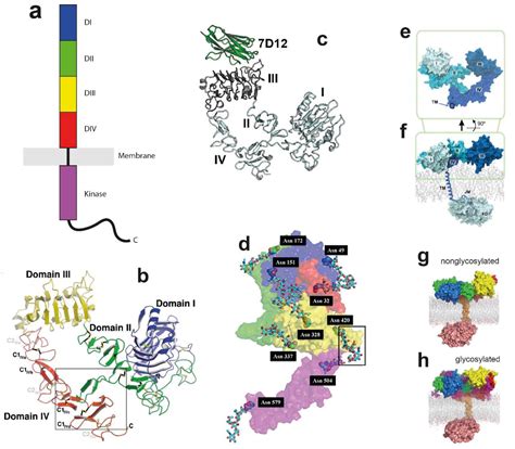 Cells | Free Full-Text | Structure and Dynamics of the EGF Receptor as Revealed by Experiments ...