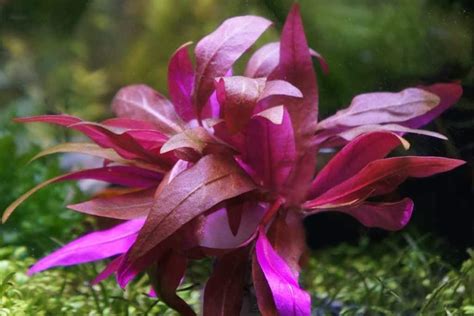 Alternanthera Reineckii Care Guide – Planting, Growing, and Propagation - Shrimp and Snail Breeder