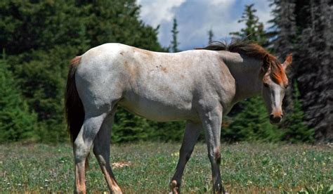 Roan Horse Color