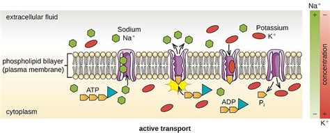 Difference Between Facilitated Diffusion and Active Transport | Definition, Mechanism, Function