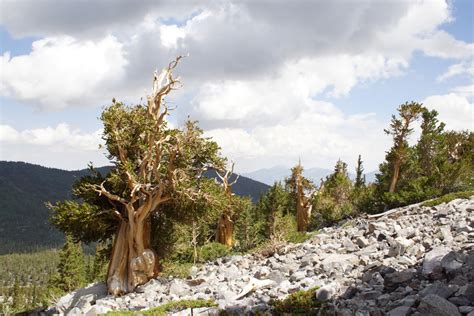 Matt's Photo Blog: Great Basin National Park - Bristlecone Pine Grove