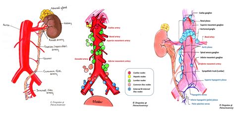 The Ureters - Anatomical Course - Neurovascular Supply -TeachMeAnatomy