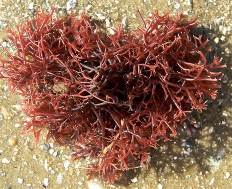 Plant Life: Red Algae