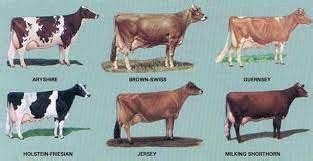 Bos Indicus Breeds Of Cattle - Gegu Pet