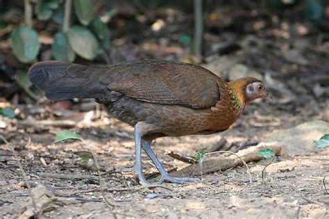 Junglefowl | Flickr