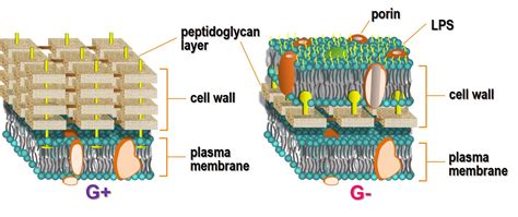 Bacterial cell wall | OER Commons