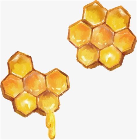 Vector Hand Painted Realistic Honeycomb | Bee art, Honeycombs drawings, Natural form art