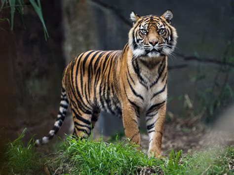 Reclassifying remaining 4,000 tigers in world could help save them from extinction, research ...