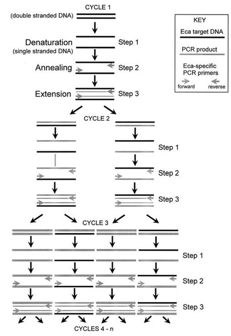 1 Diagram of DNA amplification by PCR. | Download Scientific Diagram