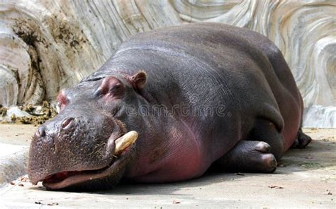 Hippo Sleeping on White Background Stock Photo - Image of africa, large: 90941932