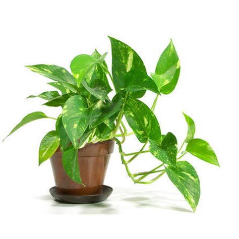 Buy Money Plant Online at Best Price in kerala from geturpet.com