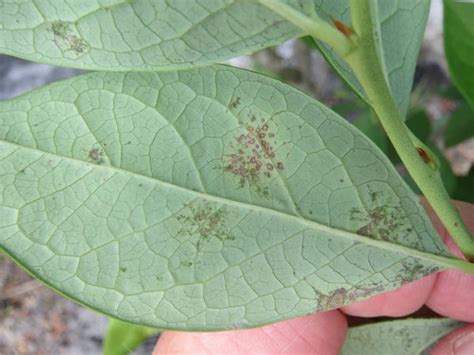 Leaf Diseases of Blueberry | NC State Extension Publications