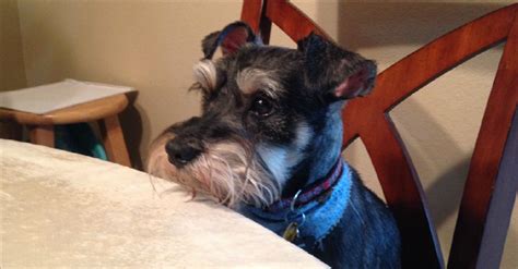 5 Problems Only Schnauzer Owners Will Understand