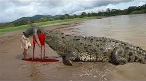 Top 10 Crocodile Attacks on Humans Compilation 2016! | اضحك | Pinterest | Crocodile