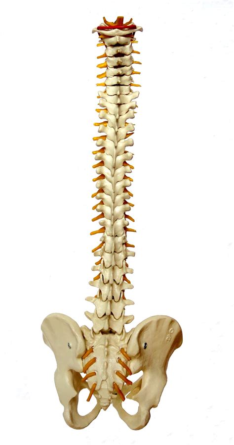 Bone study sheds light on complications after spinal surgery