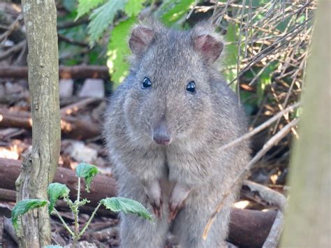 Endangered Australian marsupial outsmarts feral cats | ScienceWriters (www.NASW.org)