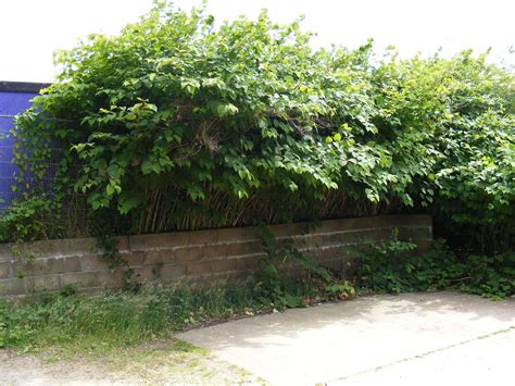 Environet are Japanese Knotweed Removal specialists that guarantee eradication Find out more at ...