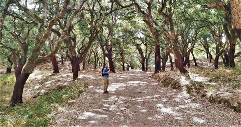 Cork oak forest in Spain: Uses and extraction of cork – Explore La Tierra