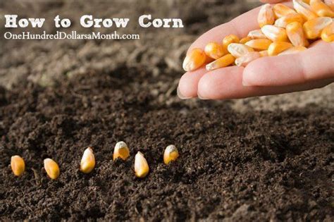 How to Grow Corn {Start to Finish} - One Hundred Dollars a Month | Growing corn, Food staples ...