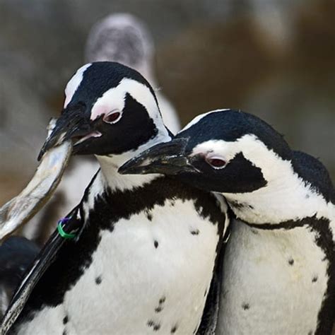 African (Black-Footed) Penguin - Denver Zoo