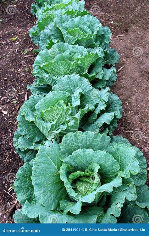 Green Cabbage stock photo. Image of growing, cabbage, nutrition - 2541904