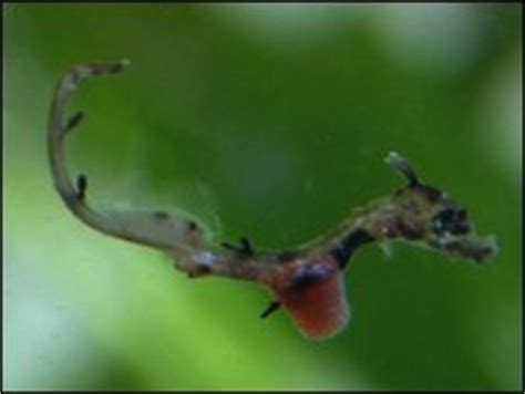 BBC - Earth News - Ghostly 'dance of a sea dragon'