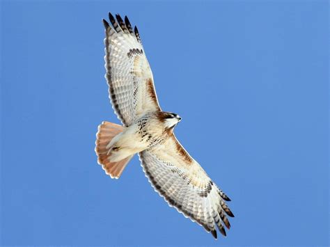 Gray Hawk Hailed Bird Lovers in San José | The Costa Rica News