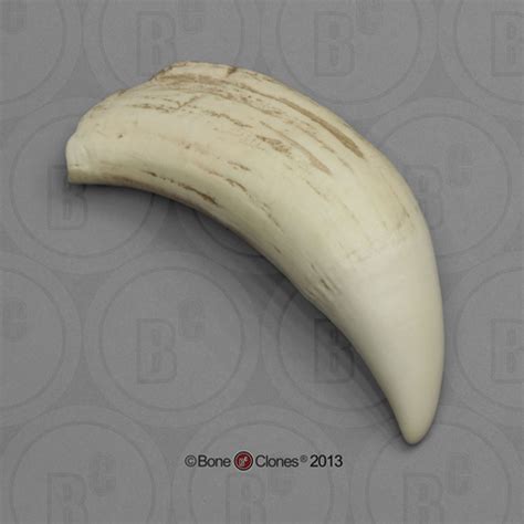 Modern Sperm Whale Tooth (Replica) - Bone Clones - Osteological Reproductions