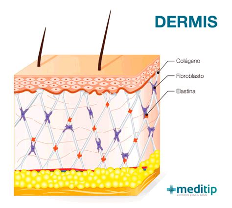 Análisis de las tres capas de la piel: estructura y funciones - Meditip